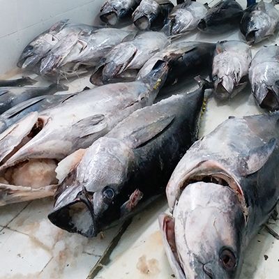 Fish Sorting in PT Sari Segar Laut Indonesia
