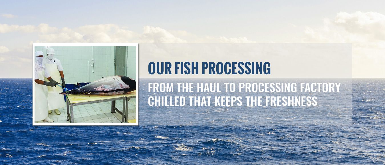 Fish processing - from the haul to processing factory, chilled that keep the freshness
