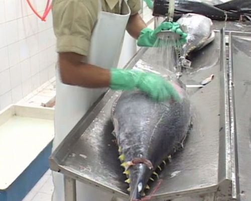 Washing the Tuna
