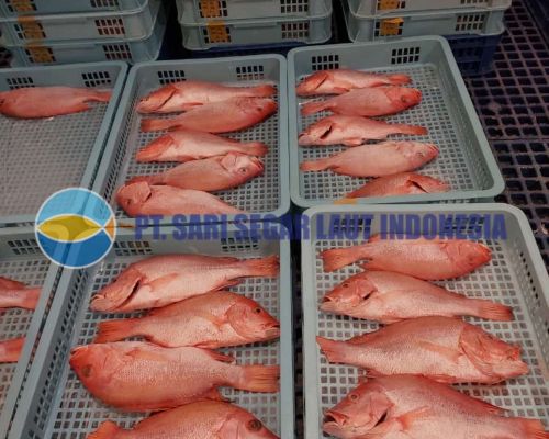 Product of PT Sari Segar Laut Indonesia - Red Snapperタイ