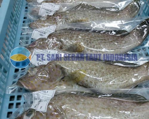 Product of PT Sari Segar Laut Indonesia - Grouperハタ