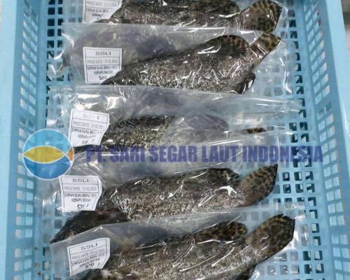Product of PT Sari Segar Laut Indonesia - Tiger Grouperタイガーハタ