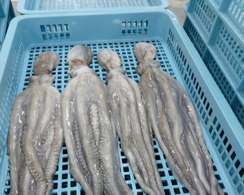 Product of PT Sari Segar Laut Indonesia - Octopusタコ