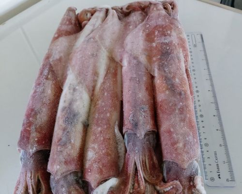 Product of PT Sari Segar Laut Indonesia - Frozen Squid冷凍イカ
